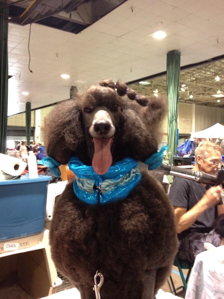 Dina in the grooming area