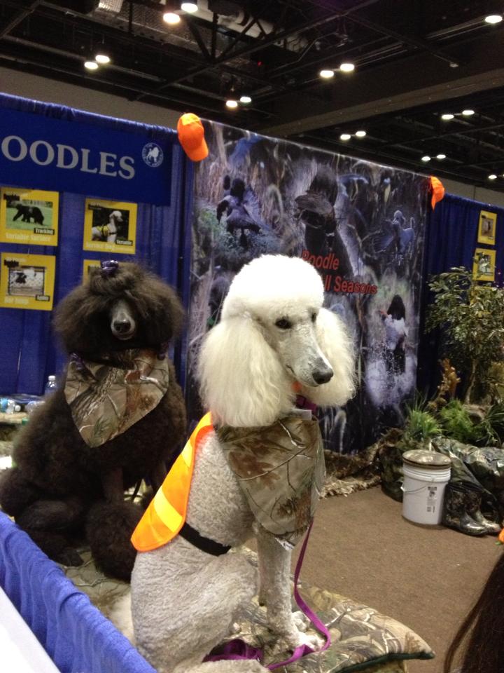Dina and Paris at AKC Meet the Breed event