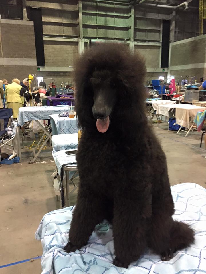 Dusya on the grooming table