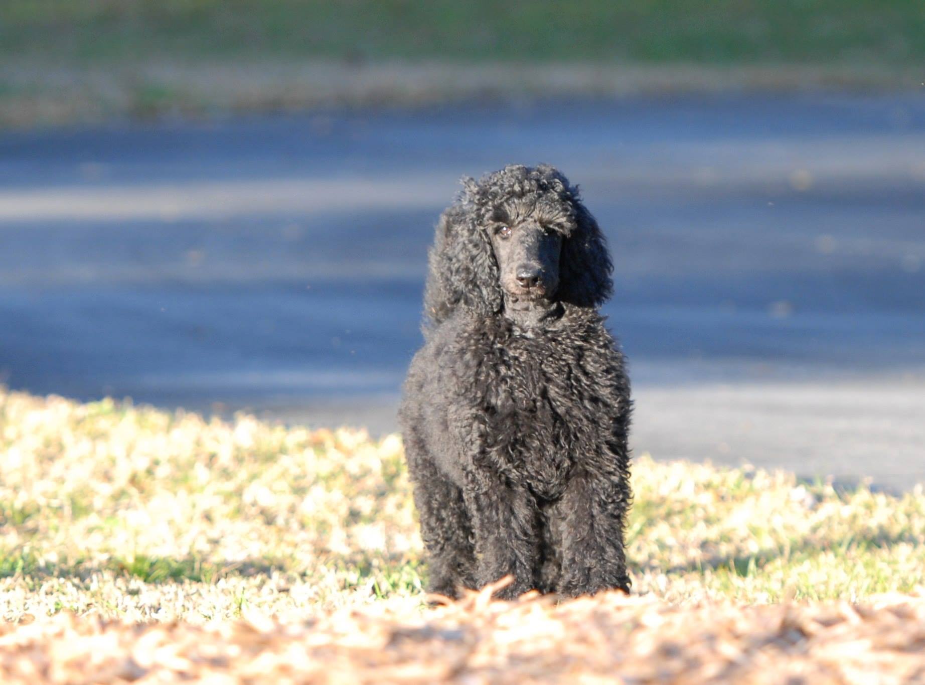 puppy Dusya outdoors
