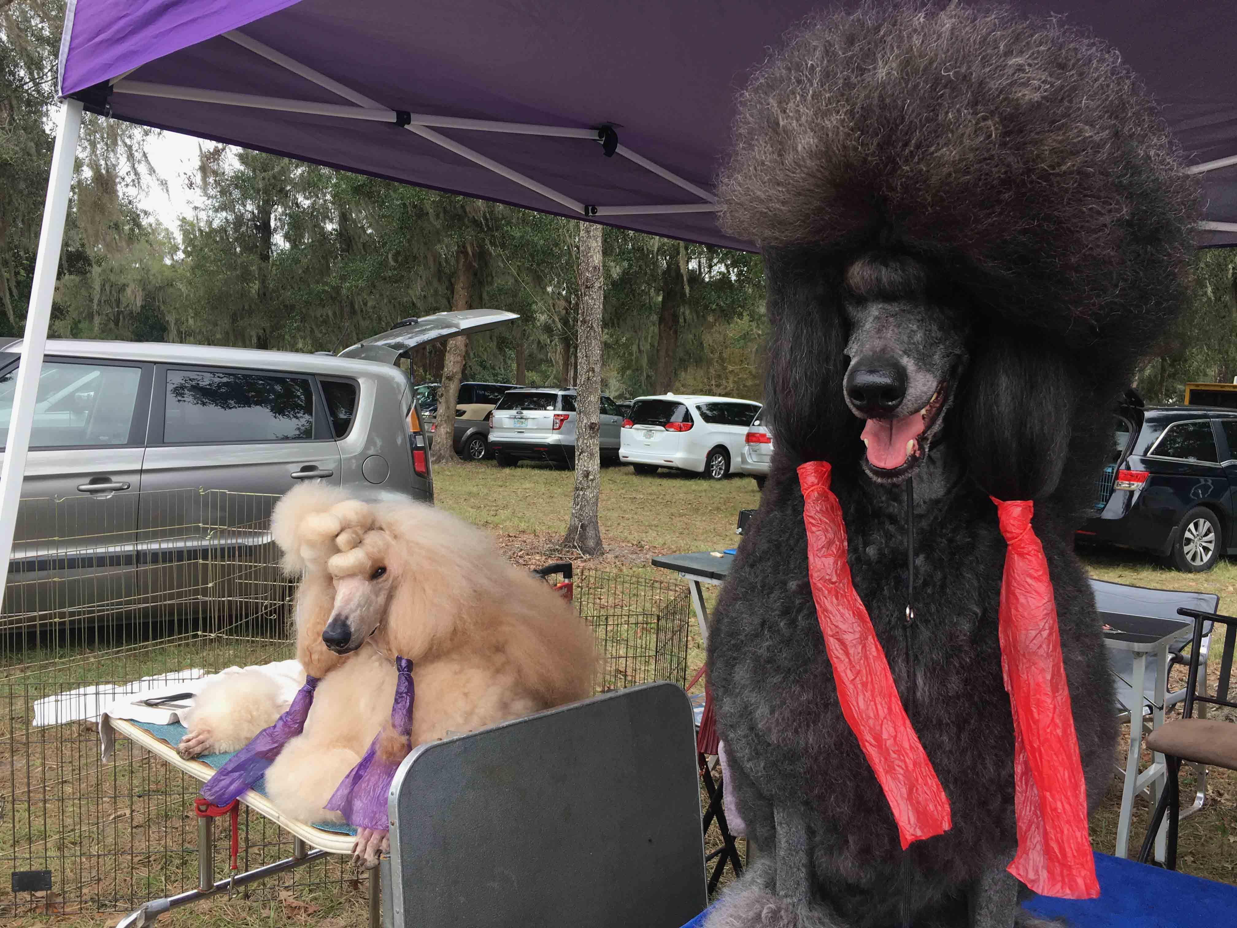 Ippolit and Dusya, ready for the ring