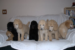 Emma's puppies at 8 weeks