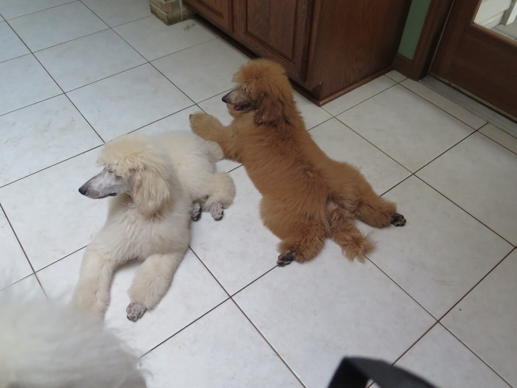 Garrick and Alla the puppies