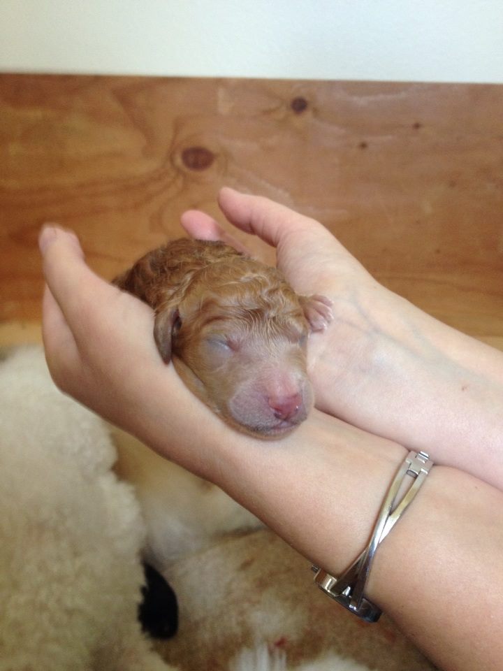 newborn puppy