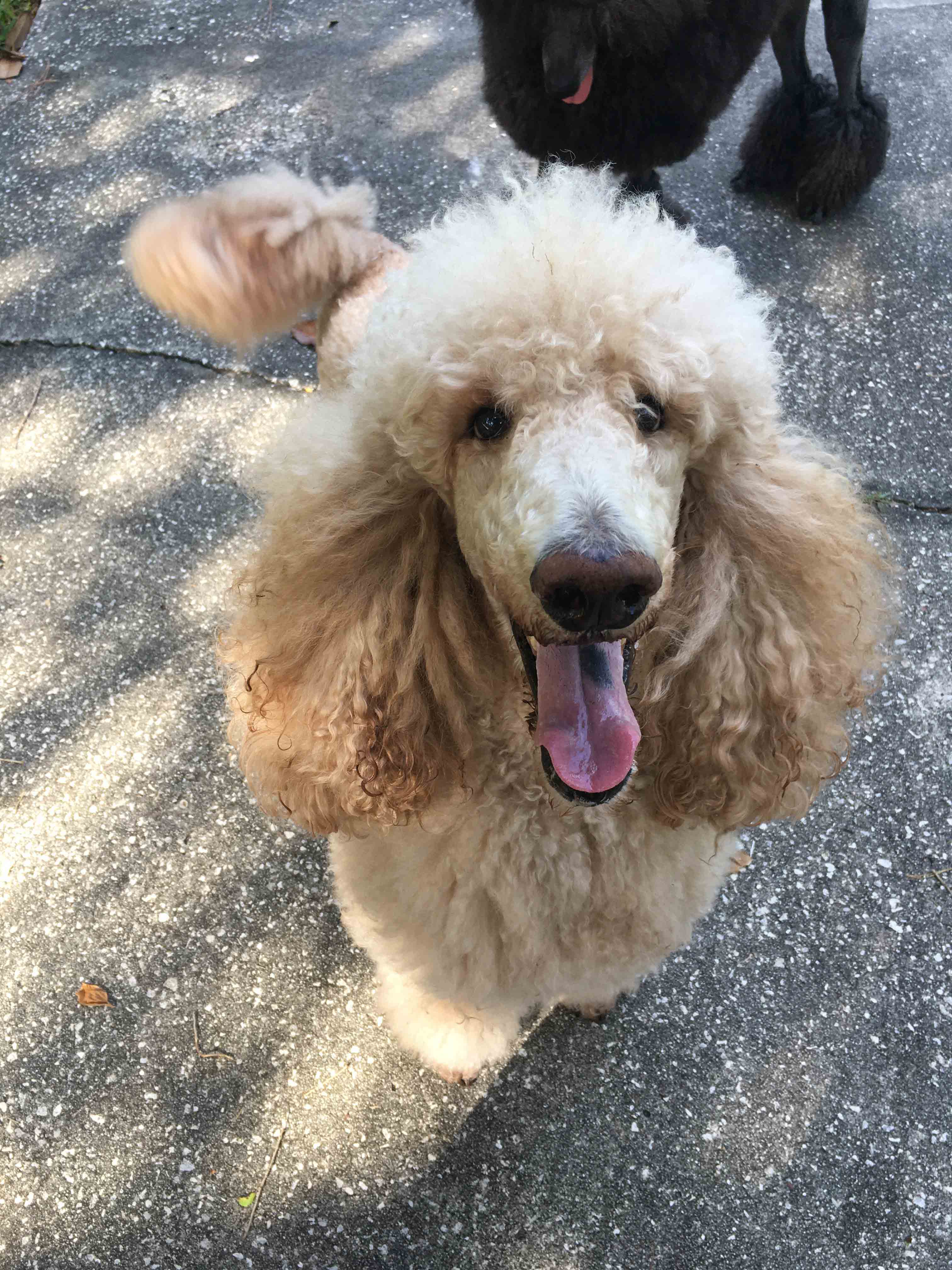 Ippolit looking up to you