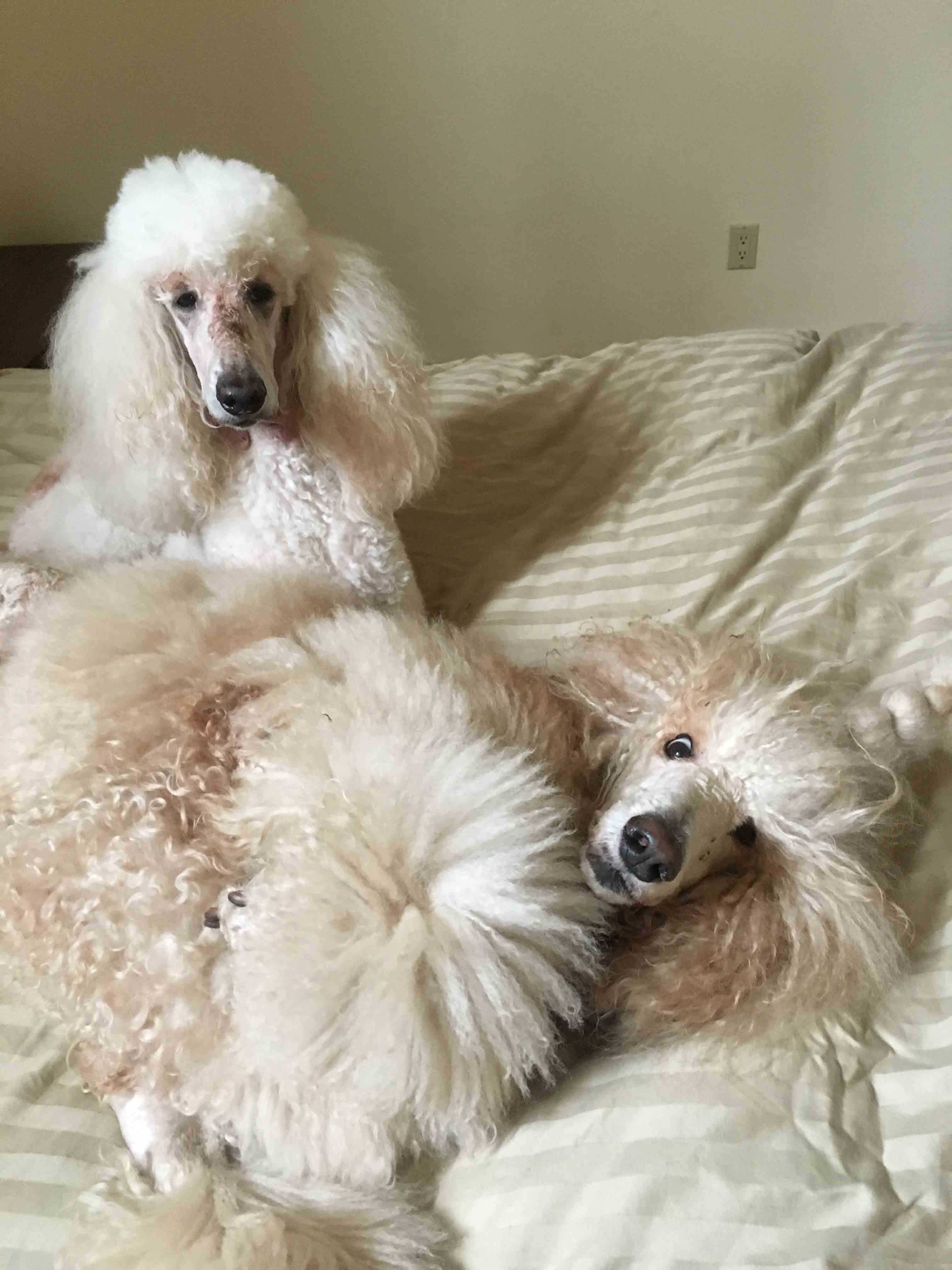 Ippolit on a bed with Liza