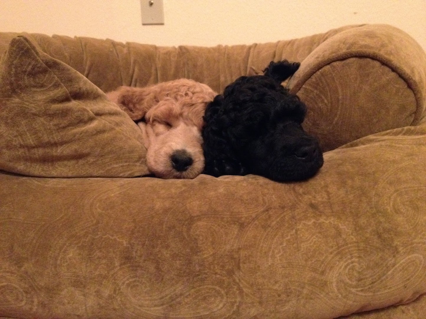 Ippolit and Dusya at 6 weeks