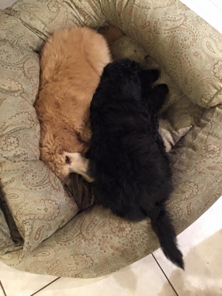 Ippolit and Dusya at 12 weeks