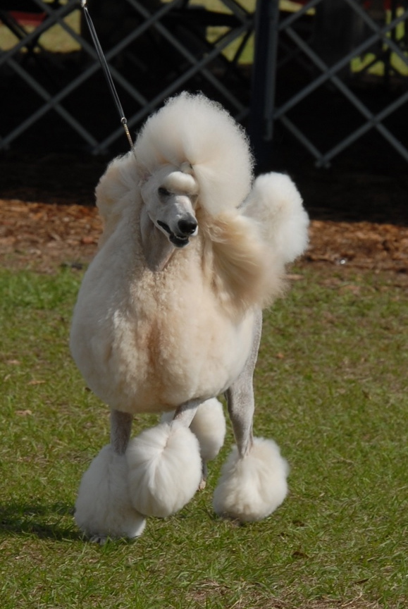 Irka in Continental trim, running