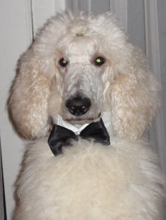 Karl wearing a bow tie