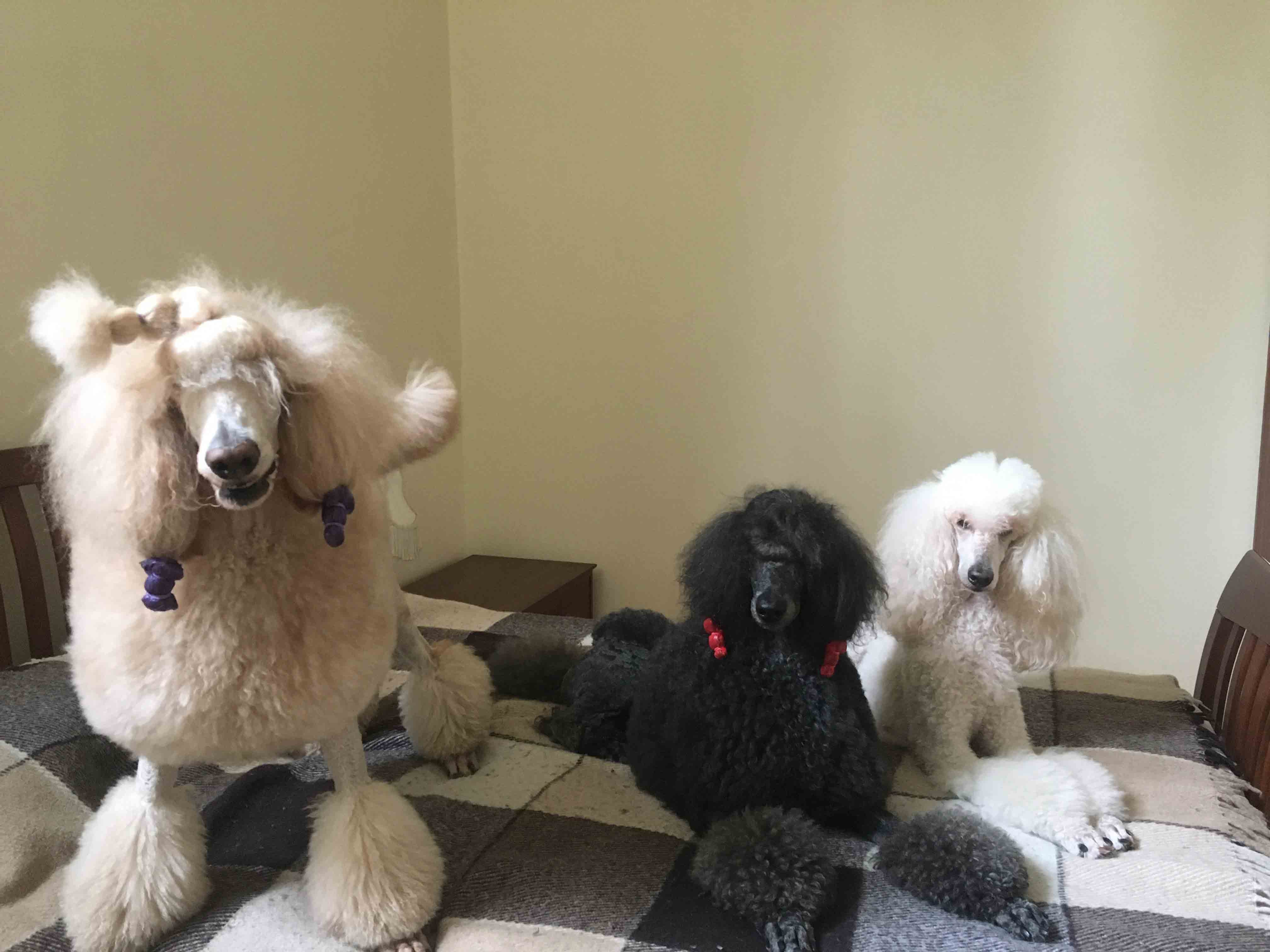 Ippolit, Dusya, and Liza