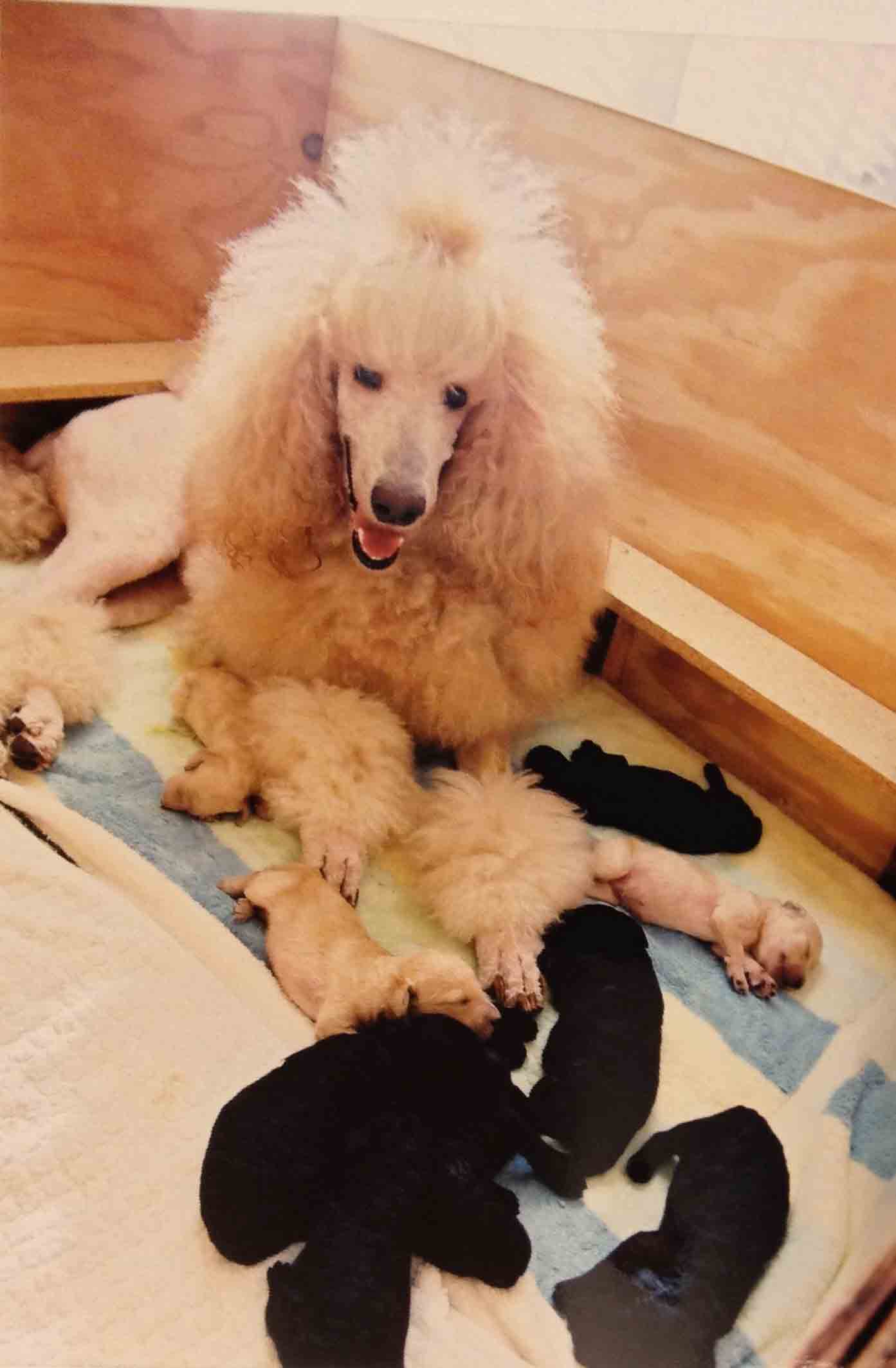 Lora with her puppies