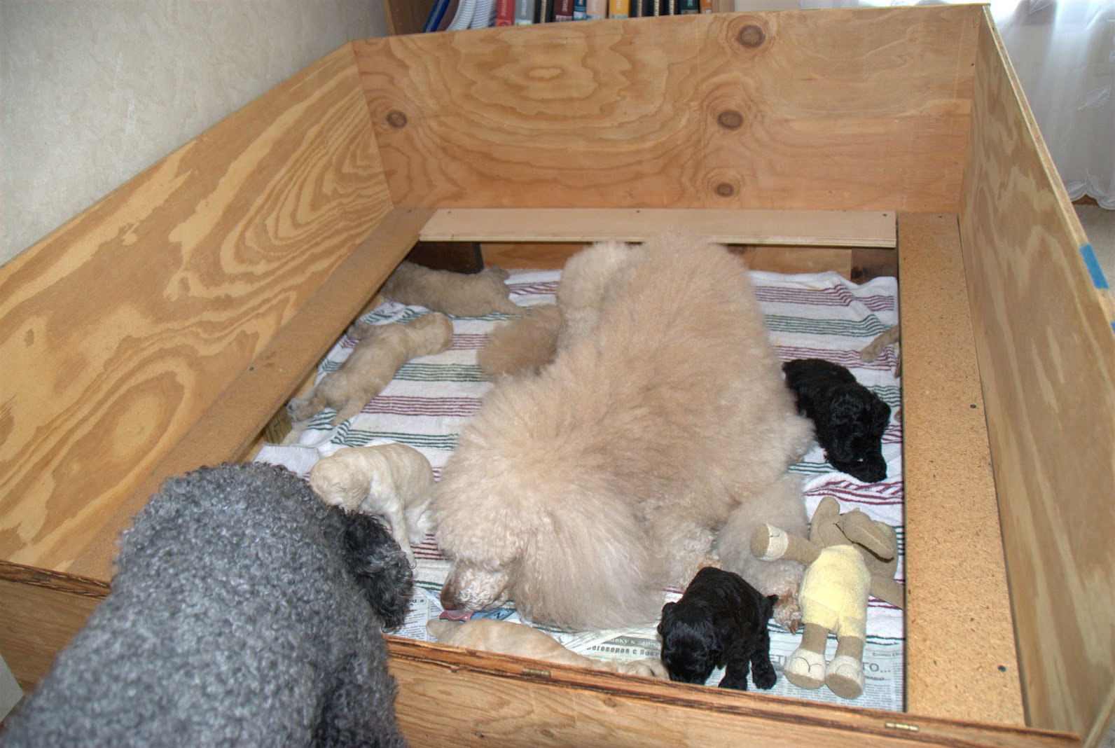Lora with Emma and puppies