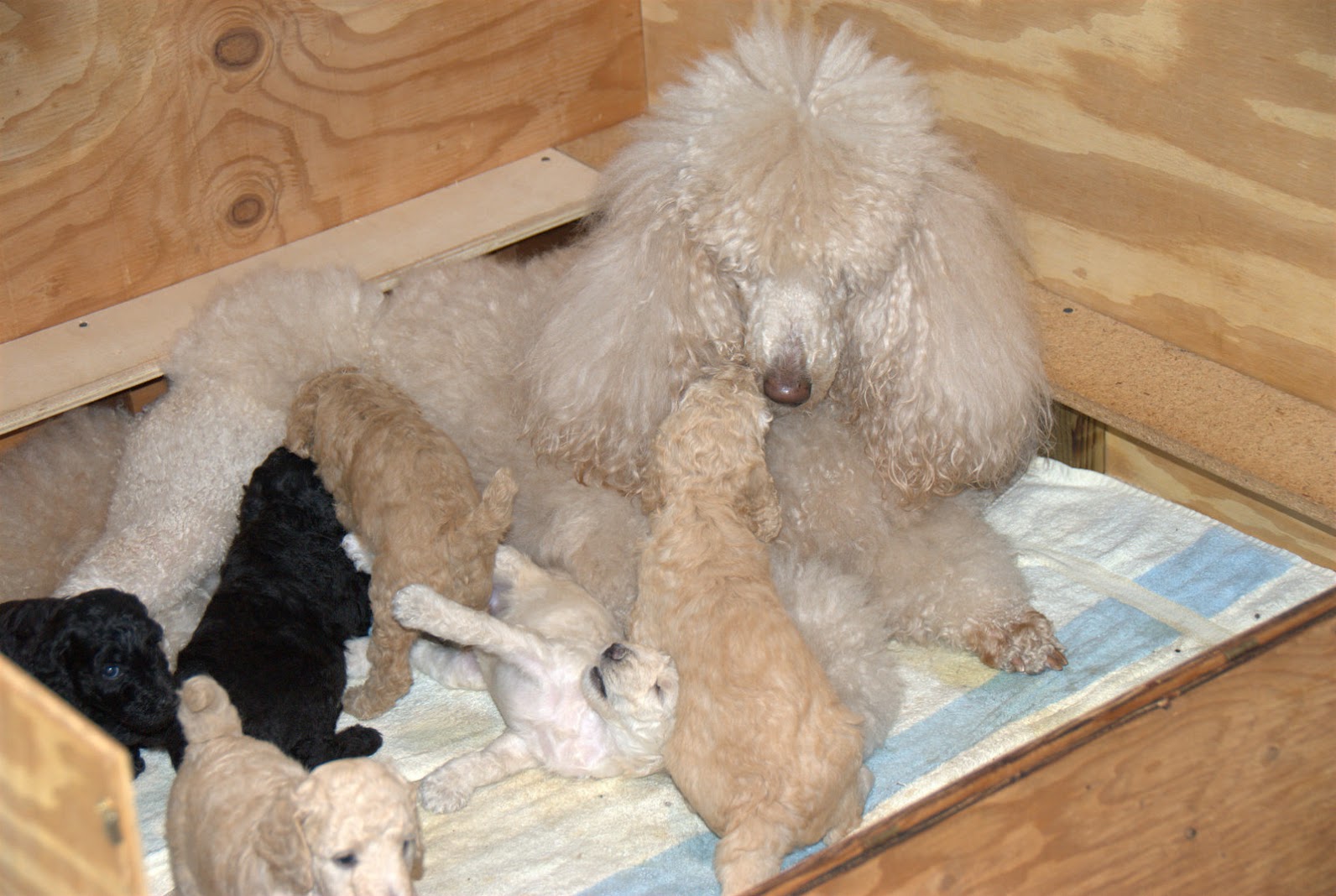 Lora with Emma's puppies