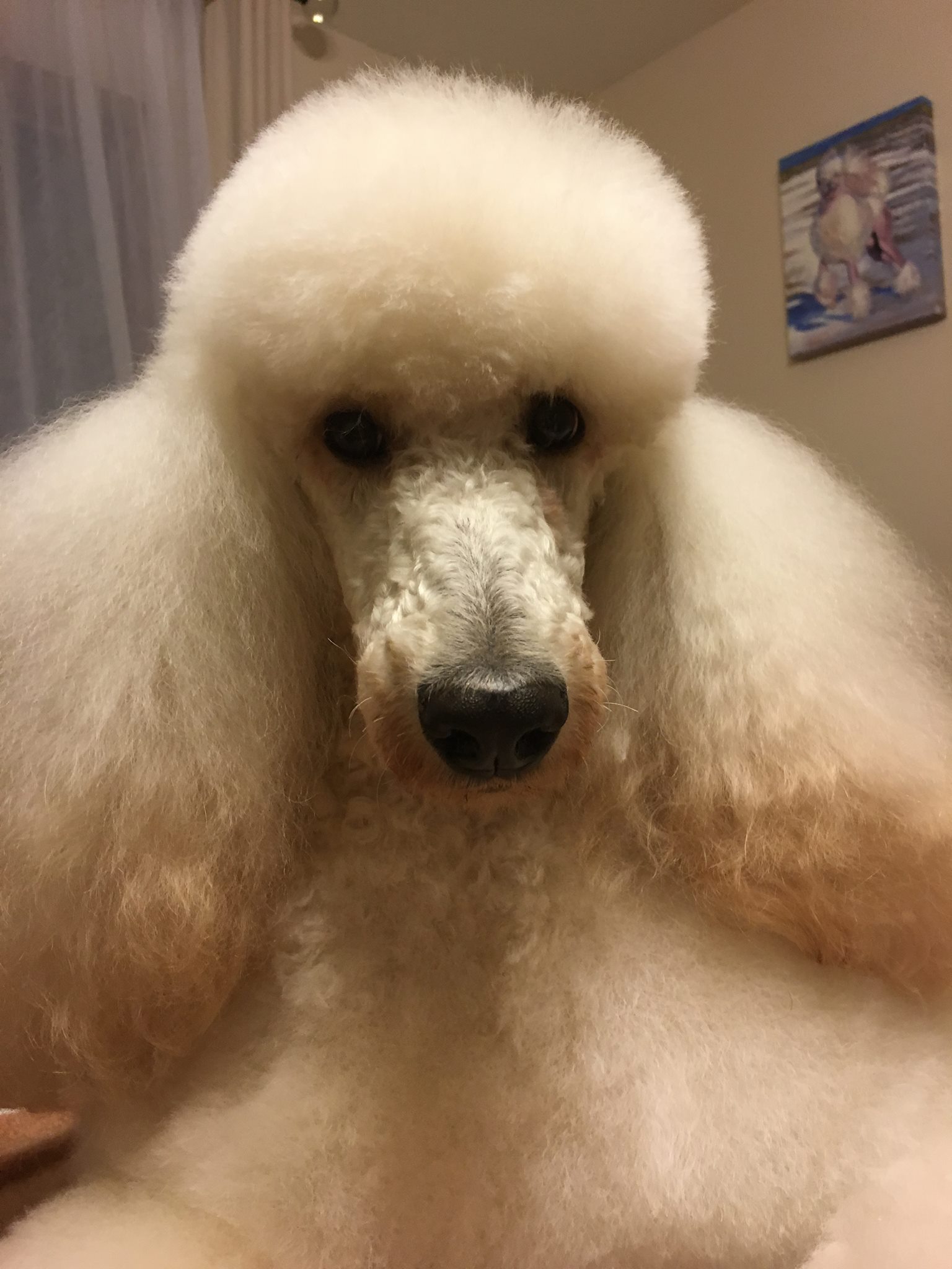 Masha on the grooming table