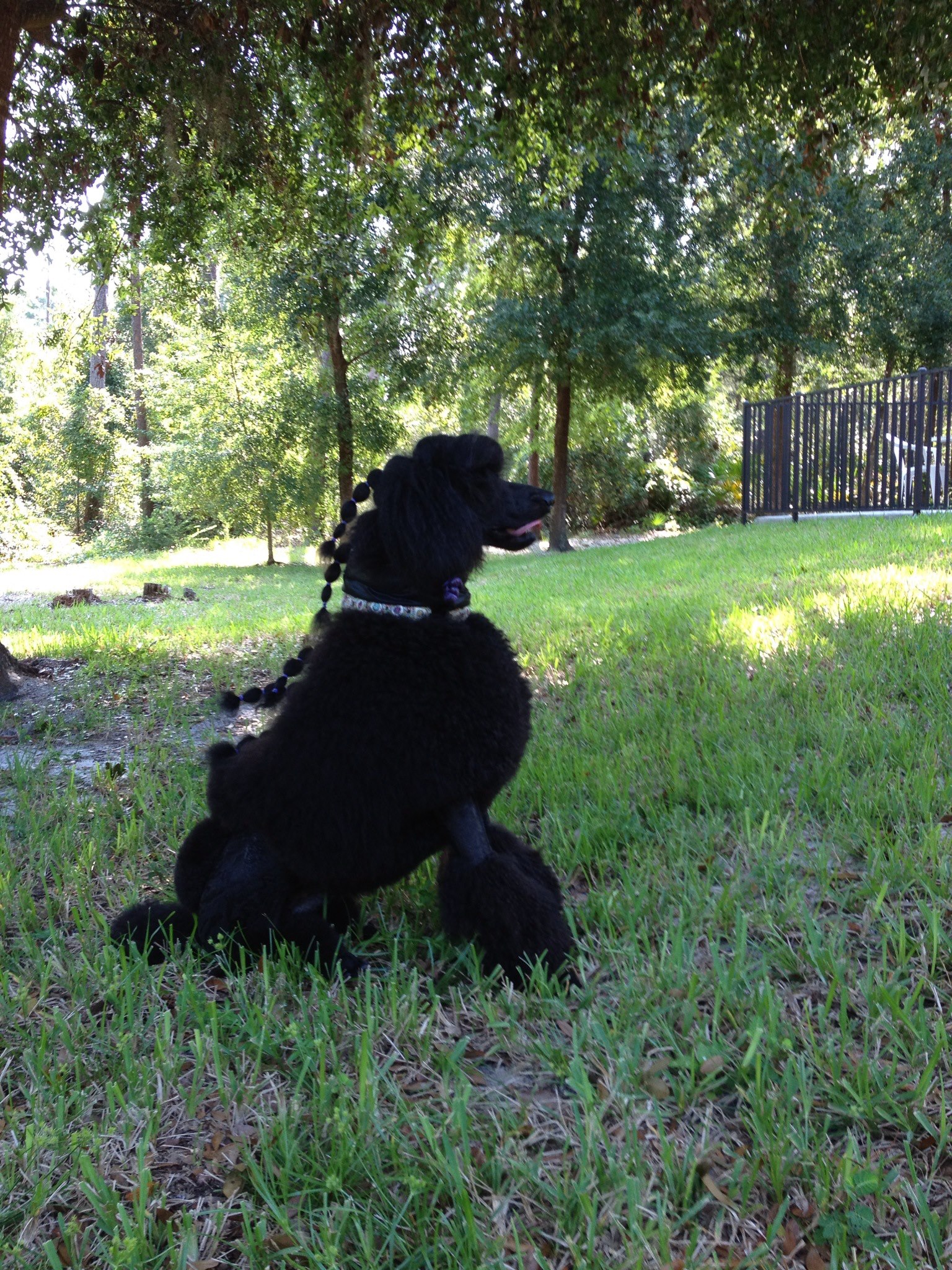 Matthew in the woods
