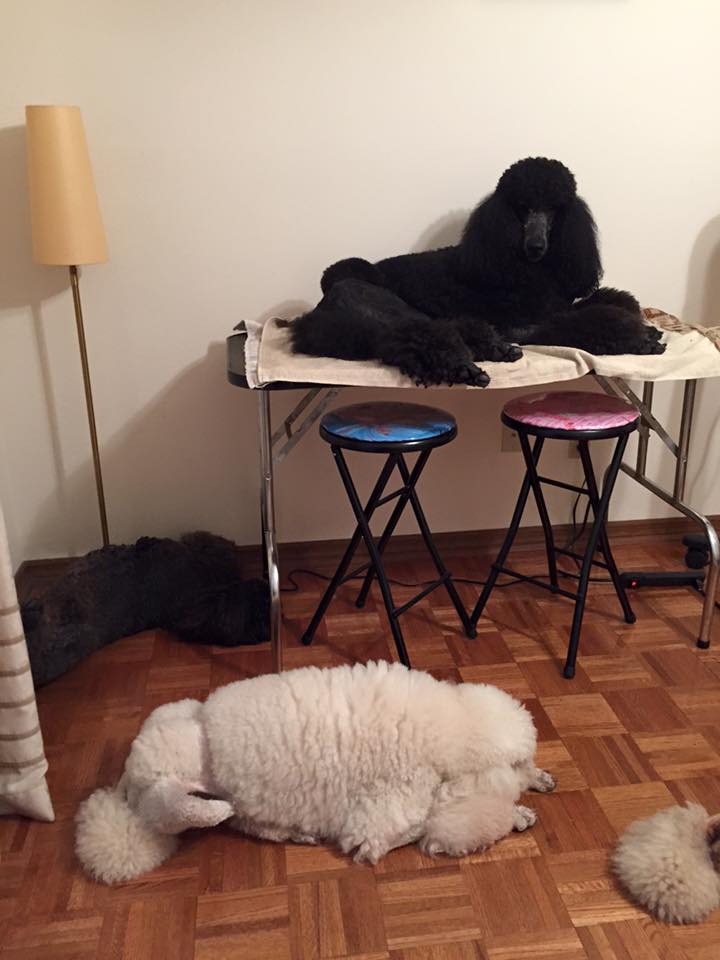 Matthew on the grooming table