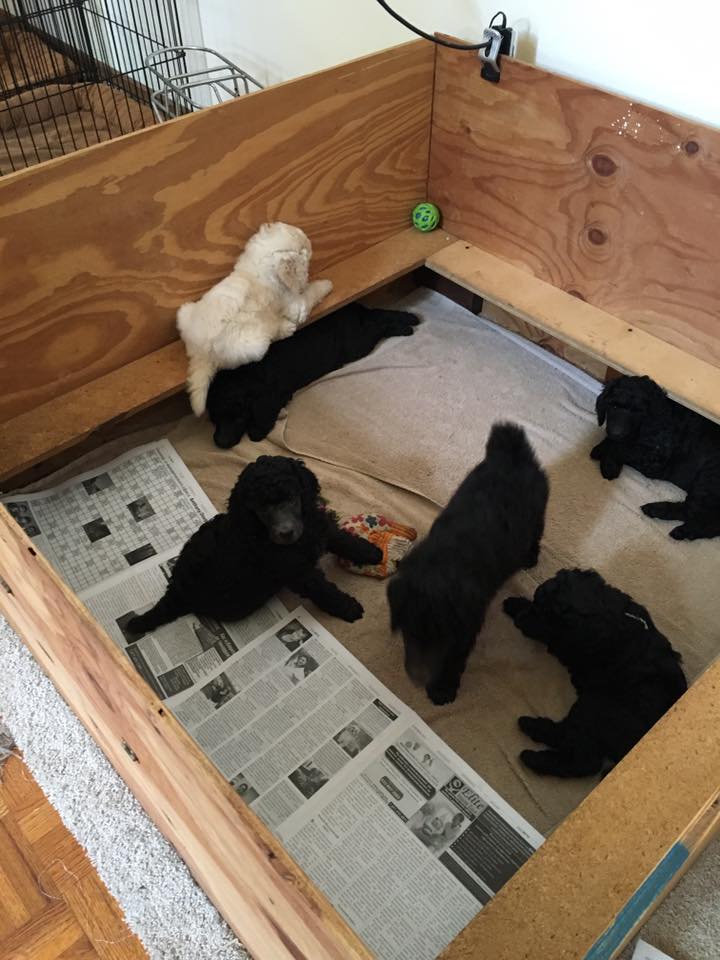 Peter sleeping on a pig rail in whelping box