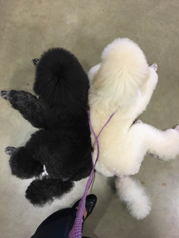 Shura and Peter, yin and yang