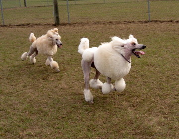 Philippe running wild! 