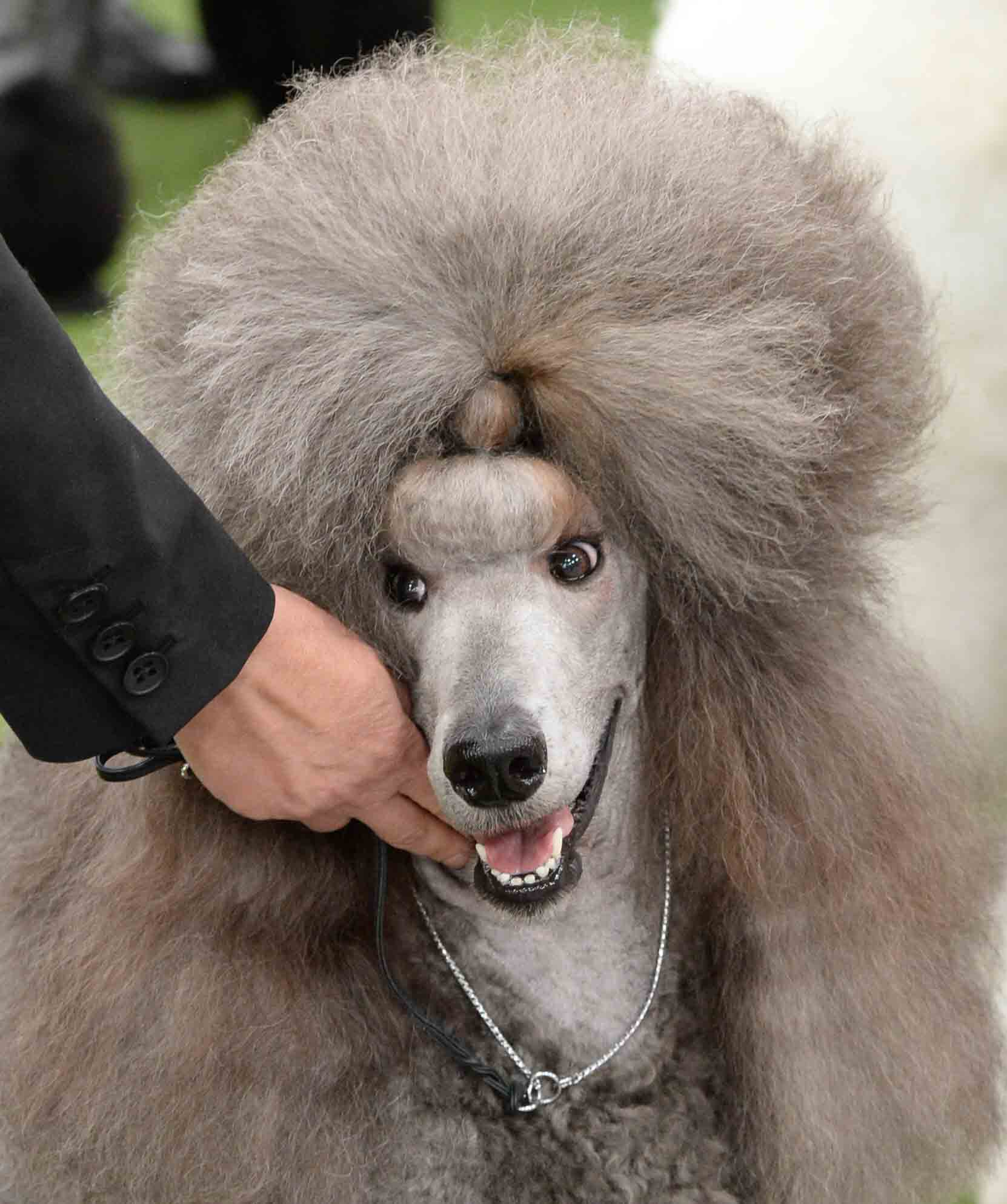 Shura's smiling face