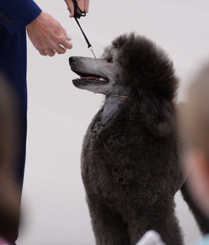 Shura the puppy in profile