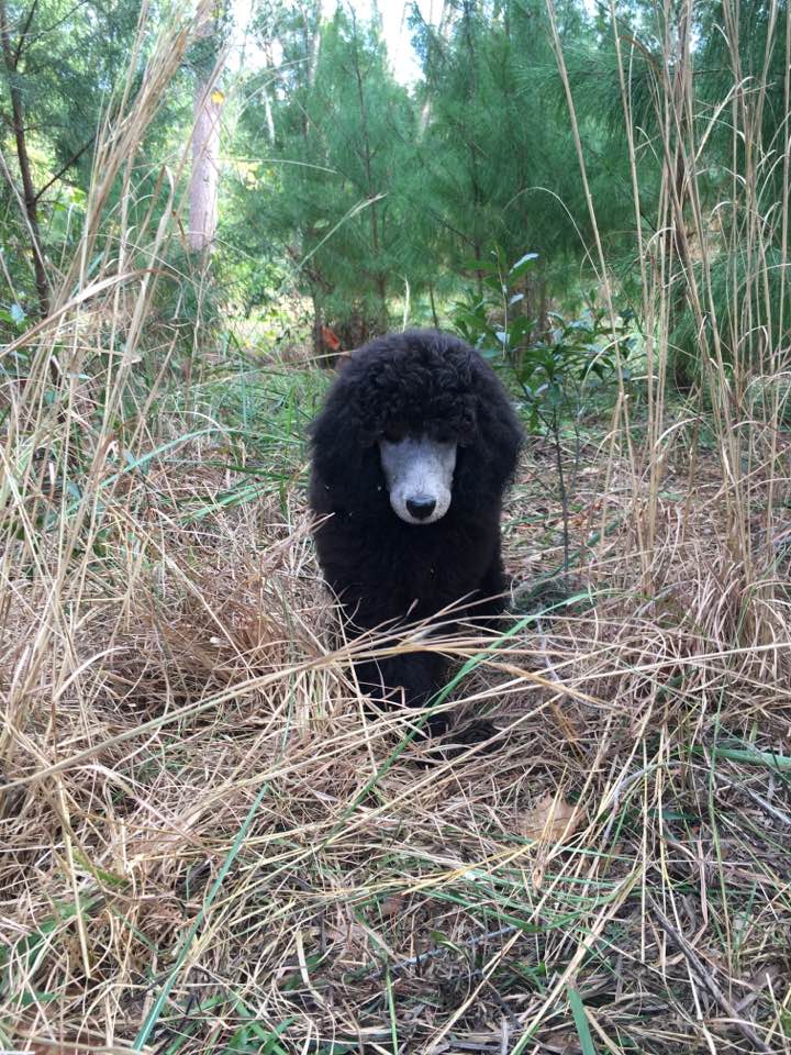 2 months old Shura in the grass