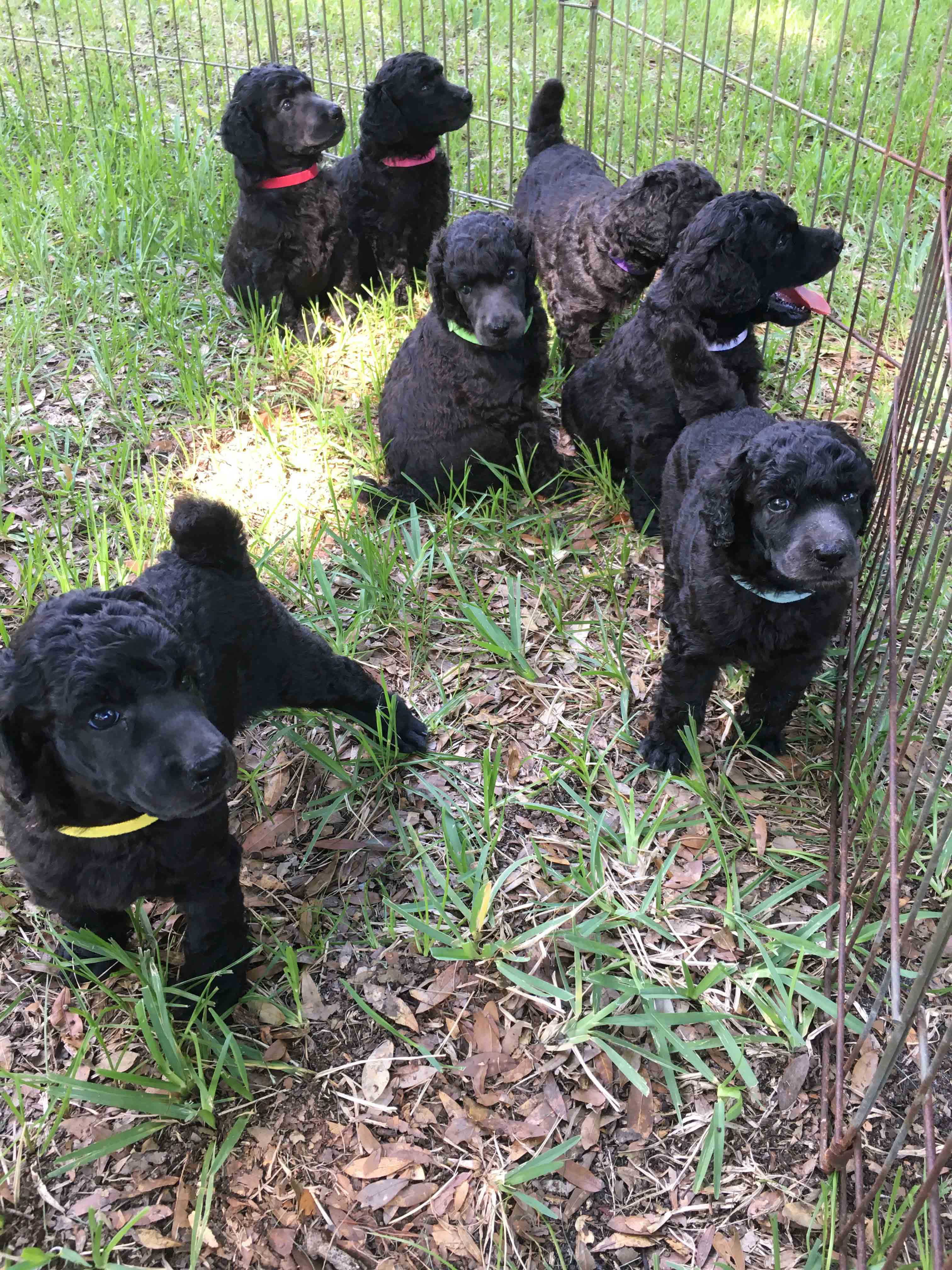 Shura's puppies at 4 weeks