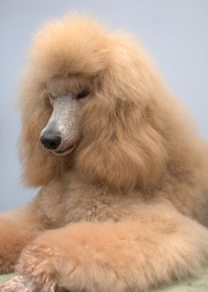 Portrait of Tais at the age of 12 months