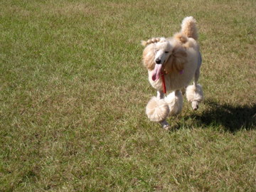 Tais in Continental trim