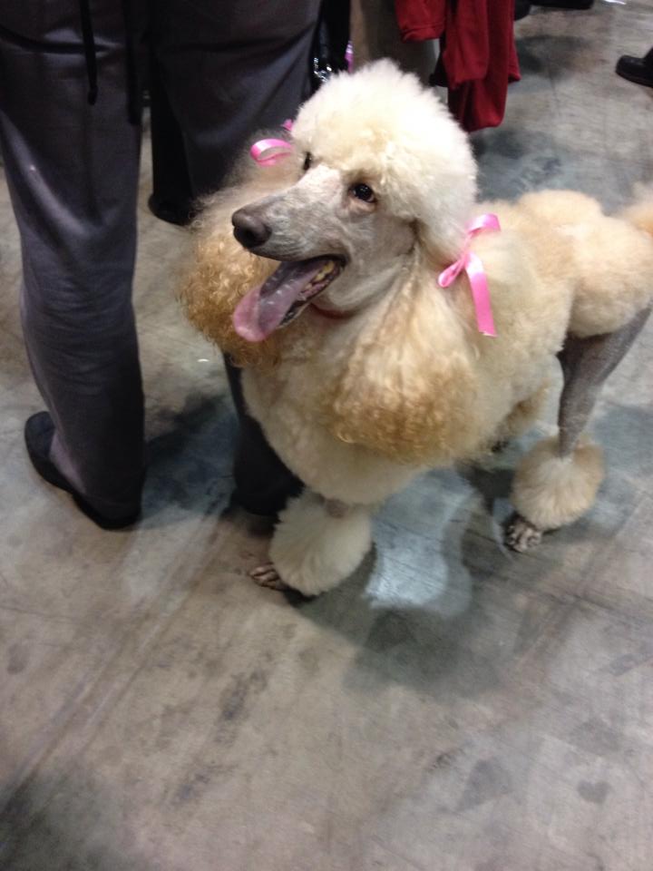 Taya at AKC event