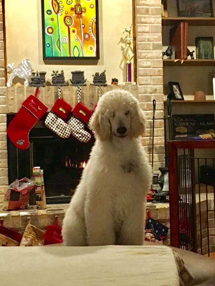 Timmy's first Christmas