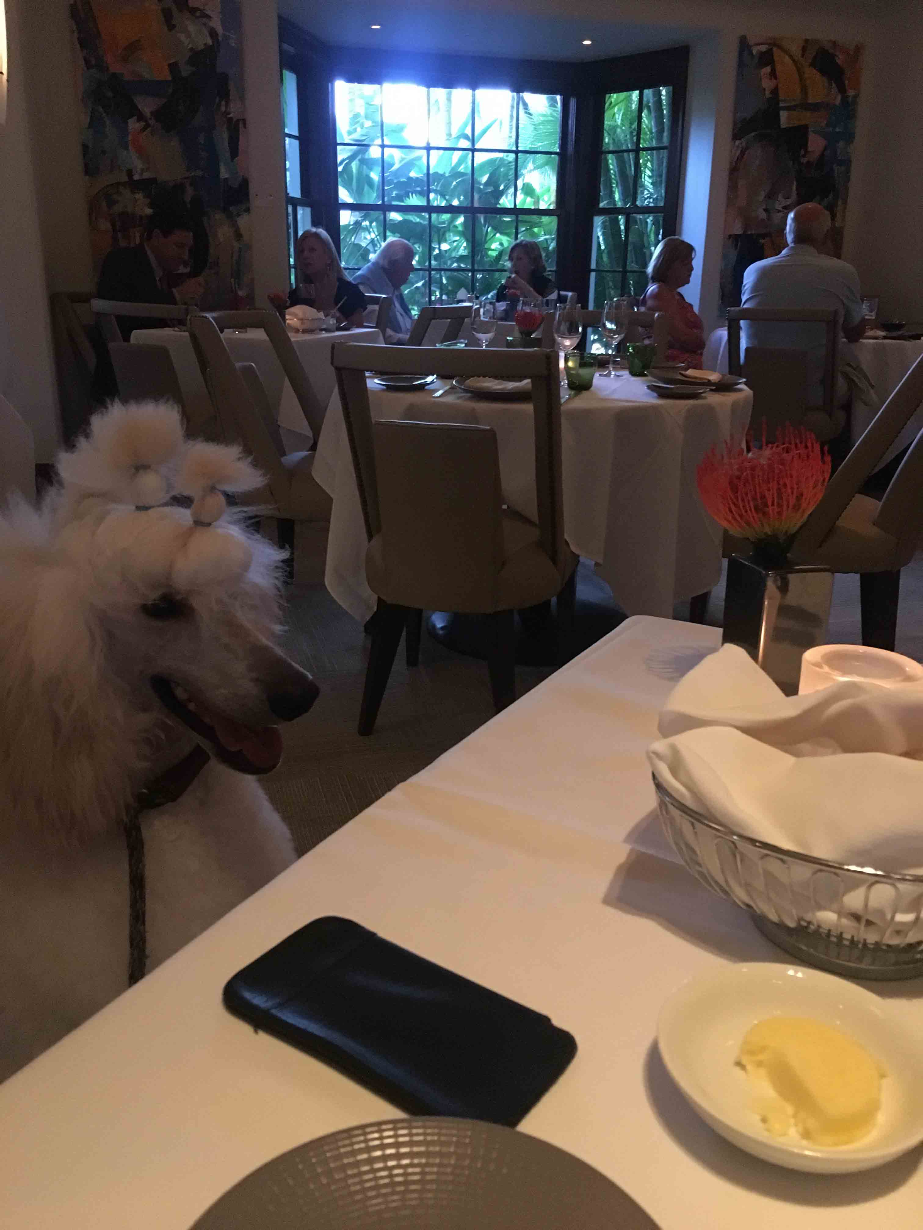 fine dining with Timmy