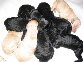 Newborn puppies